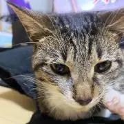 みーの画像