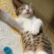 みゆ