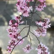 jasmineの画像