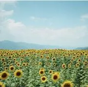 バザール3の画像