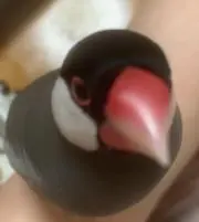 ハル吉の画像