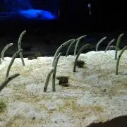 Taruの画像