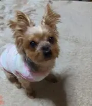 やすえ*⁠.⁠✧