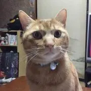 ジョンテム
