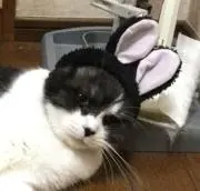 ノーブルの画像