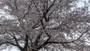 まるの画像