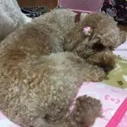 Happyの画像