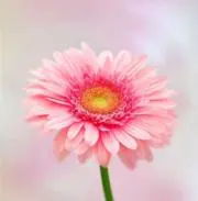 hanaの画像