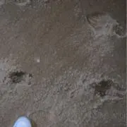 あの画像