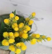 ミモザの画像