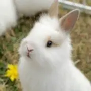 うさぎさんの画像