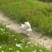 Sの画像