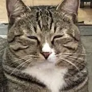 猫沢の画像