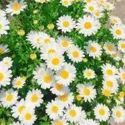 aria※プロフィール確認願います