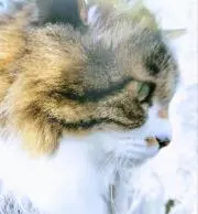 猫飼育アレルギーの方はご注意下さいの画像