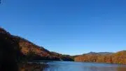 ナギの画像