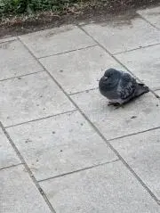 桃の画像