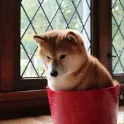 ゆか