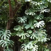 Jungle Leafの画像