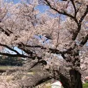 なーの画像