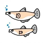 どりとん