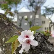 ネターニャ