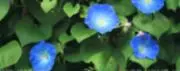 辻口 夏の画像