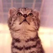ぷぅ