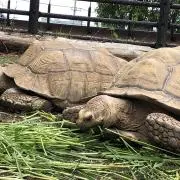 ぽんの画像