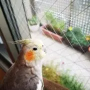 キョロちゃん