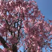 ＊ちょこ※シールセール中の画像