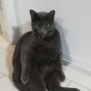 にあ