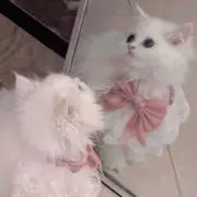 miuの画像
