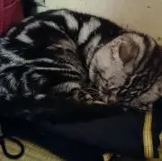 鯖缶