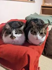 ゆっちゃ