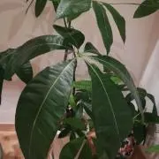パキラ