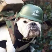 Trigger Puppy
