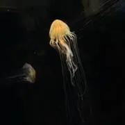 hello-aliceの画像