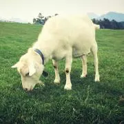 ぽこ　おまとめ割りしますの画像