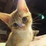たむげさんの画像