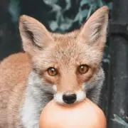 槐の画像