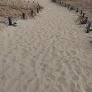 まめたの画像