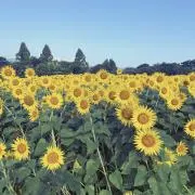 himawariの画像