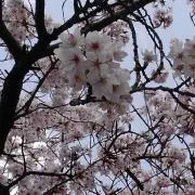 なかときの画像