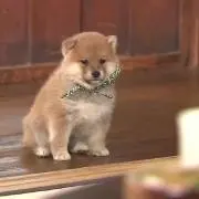 miwaの画像