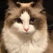 シャルル