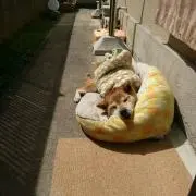 さとやんの画像