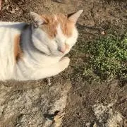セプテンバー