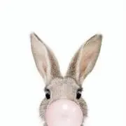 むーの画像