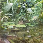 ワサビ
